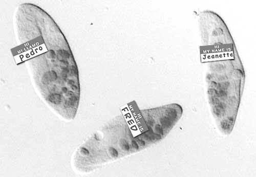 Photoshop Design by steveo for DesignCrowd (Community Contests) | Design #9159918