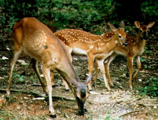 Photoshop Design by Cyn for DesignCrowd (Community Contests) | Design #9160073