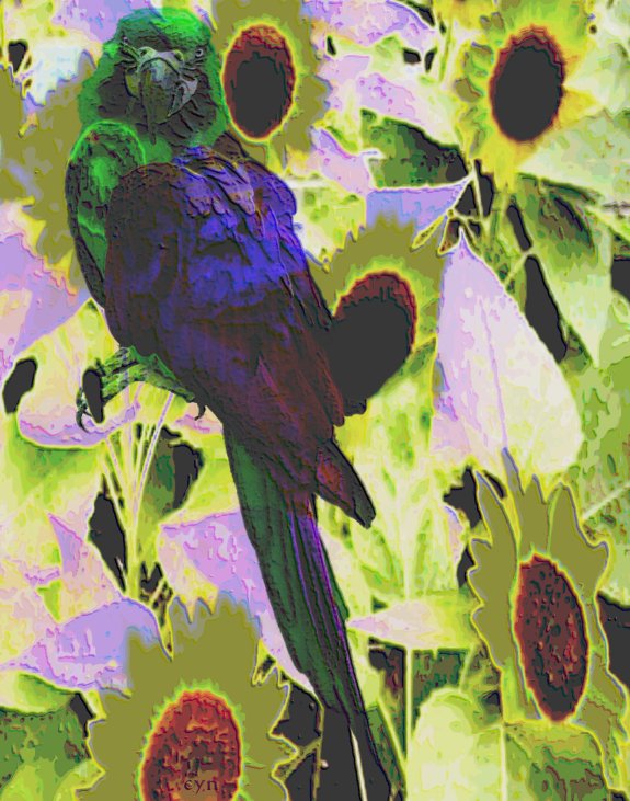 Photoshop Design by Cyn for DesignCrowd (Community Contests) | Design #9159869