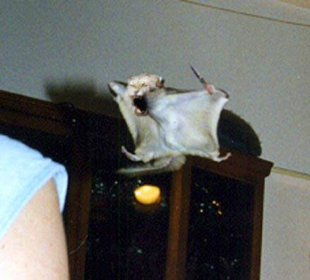 Diseño de Photoshop por IronKite para DesignCrowd (Community Contests) | Diseño #9158797