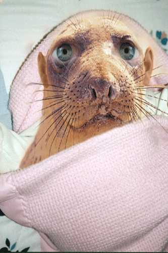 Diseño de Photoshop por Silver-Edge para DesignCrowd (Community Contests) | Diseño #9158286