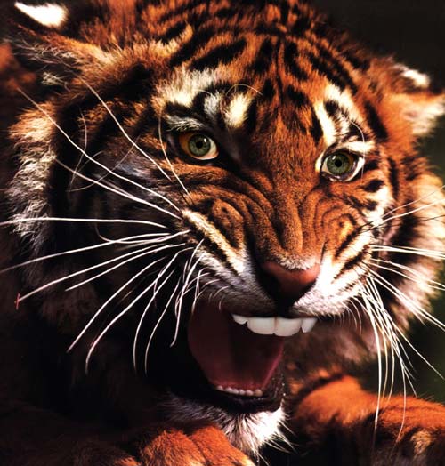 Design Photoshop par fRedline pour DesignCrowd (Community Contests) | Design #9158290