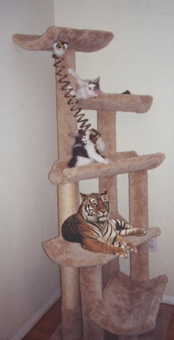 Design Photoshop par SiIkenFairy pour DesignCrowd (Community Contests) | Design #9140317