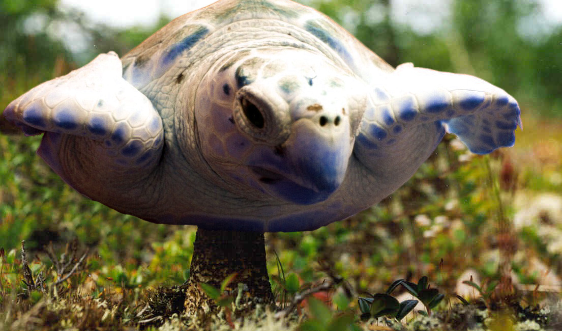 Diseño de Photoshop por gihel para DesignCrowd (Community Contests) | Diseño #9153400