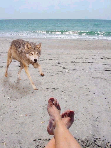 Diseño de Photoshop por IronKite para DesignCrowd (Community Contests) | Diseño #9155663