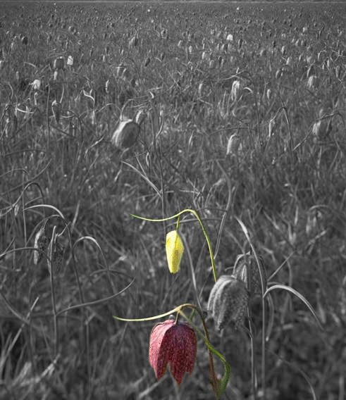 Photoshop Design by ChocolateMan for DesignCrowd (Community Contests) | Design #9155892