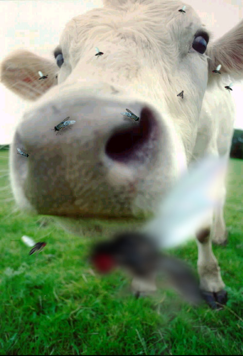 Design Photoshop par justchris pour DesignCrowd (Community Contests) | Design #9153332