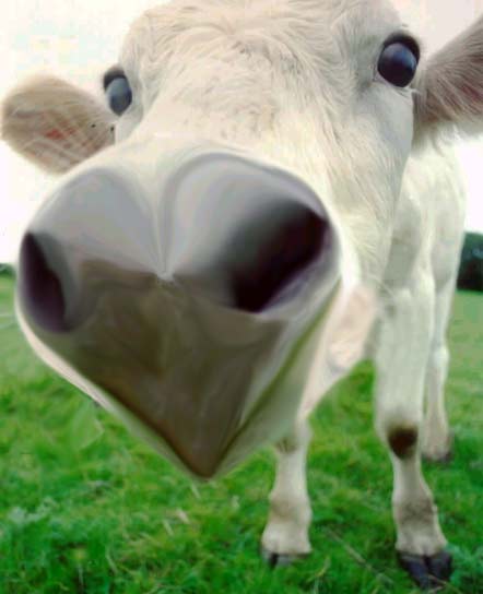 Photoshop-Design von monkeyporn für DesignCrowd (Community Contests) | Design #9155404