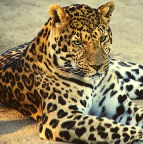 Photoshop Design by Cyn for DesignCrowd (Community Contests) | Design #9155419