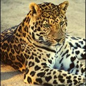 Photoshop Design by Cyn