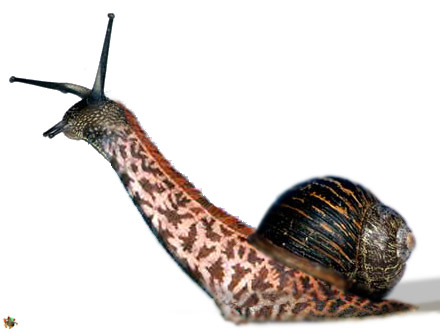 Design Photoshop par FroggyFrenchMan pour DesignCrowd (Community Contests) | Design #9148648