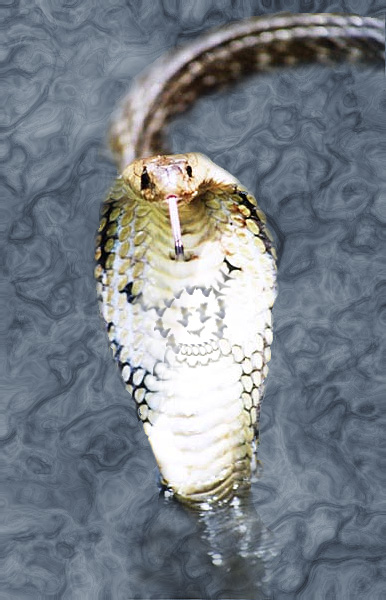 Design Photoshop par Philbert pour DesignCrowd (Community Contests) | Design #9148651