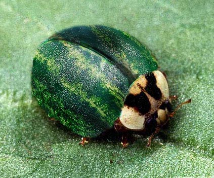 Diseño de Photoshop por Dwarfthrower para DesignCrowd (Community Contests) | Diseño #9148751