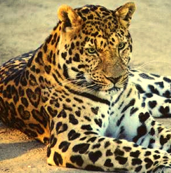 Photoshop Design by Cyn for DesignCrowd (Community Contests) | Design #9148683