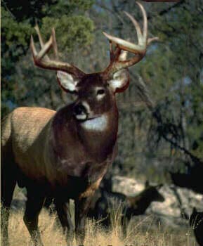 Photoshop-Design von Erik666 für DesignCrowd (Community Contests) | Design #9155540