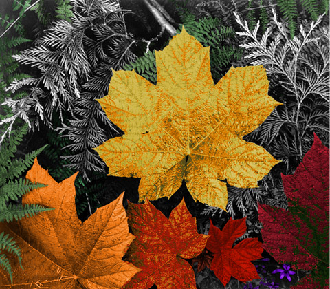 Diseño de Photoshop por jimmycurn para DesignCrowd (Community Contests) | Diseño #9146950