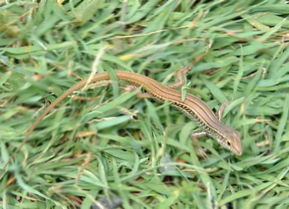 Photoshop-Design von seeker für DesignCrowd (Community Contests) | Design #9136190