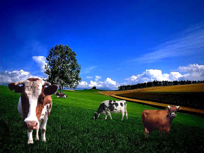 Photoshop Design by craigpeace for DesignCrowd (Community Contests) | Design #9152812