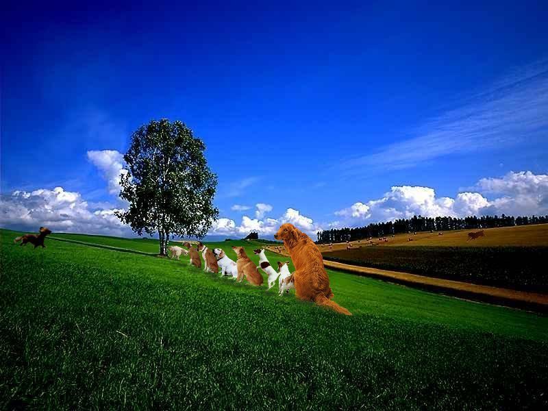 Photoshop Design by Bigpeeler for DesignCrowd (Community Contests) | Design #9152816