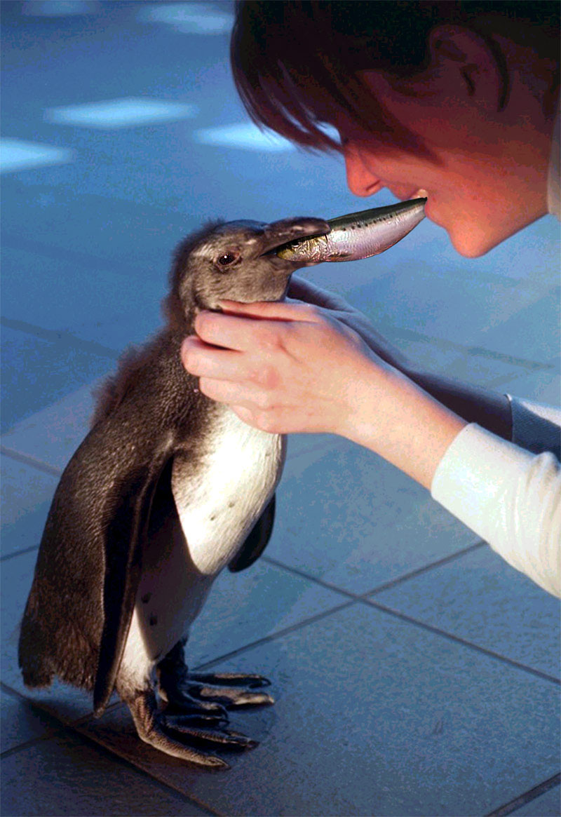 Design Photoshop par Isam pour DesignCrowd (Community Contests) | Design #9156064