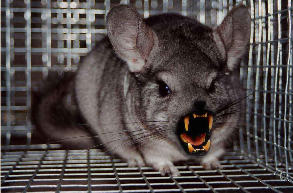 Photoshop Design by Dveil for DesignCrowd (Community Contests) | Design #9155718