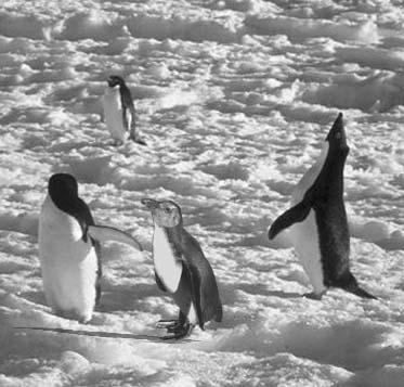 Photoshop-Design von photoshopguru für DesignCrowd (Community Contests) | Design #9156108