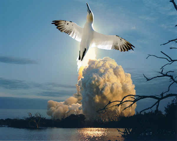 Photoshop-Design von tiare für DesignCrowd (Community Contests) | Design #9155634