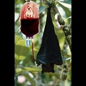 Photoshop Design by Bigpeeler