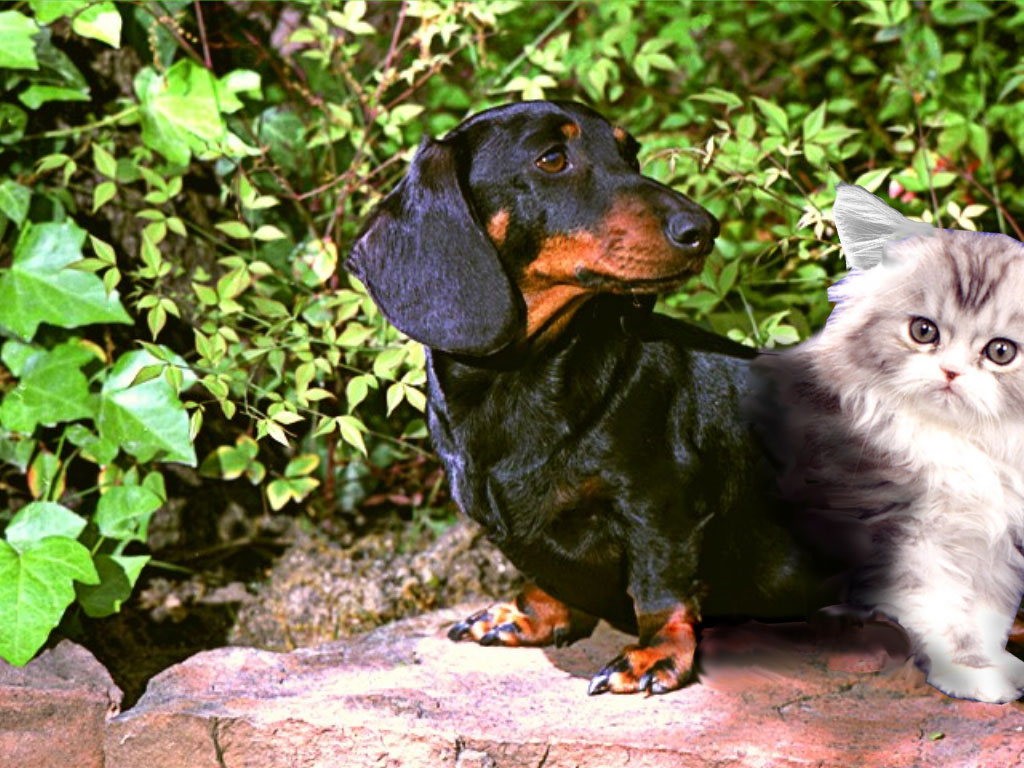 Photoshop-Design von quack_head für DesignCrowd (Community Contests) | Design #9154975