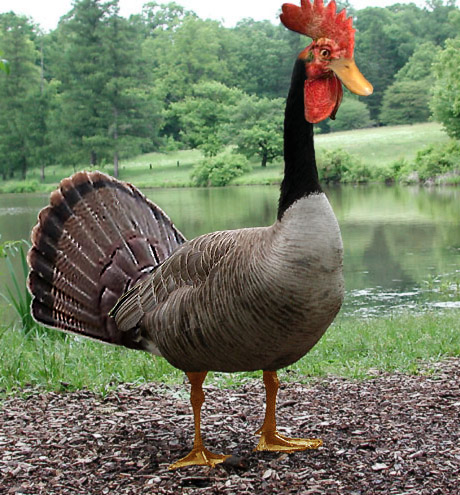 Photoshop Design by ARagMan for DesignCrowd (Community Contests) | Design #9155023