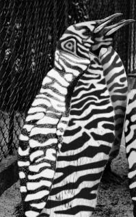 Diseño de Photoshop por muckpond para DesignCrowd (Community Contests) | Diseño #9155030