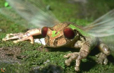 Photoshop-Design von FroggyFrenchMan für DesignCrowd (Community Contests) | Design #9155052