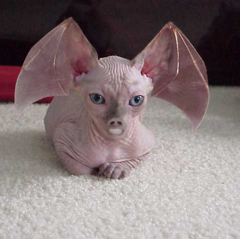 Photoshop Design by Dveil for DesignCrowd (Community Contests) | Design #9155060