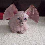 Photoshop Design by Dveil