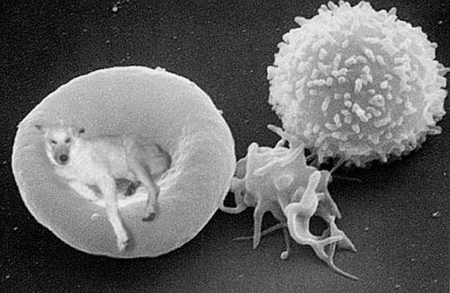 Photoshop Design by connell for DesignCrowd (Community Contests) | Design #9155187