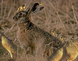 Photoshop-Design von rock_chick für DesignCrowd (Community Contests) | Design #9155186