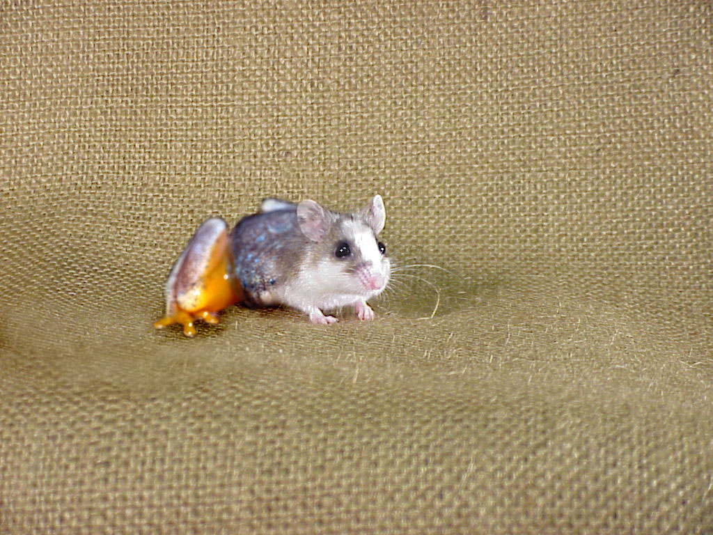 Photoshop-Design von quack_head für DesignCrowd (Community Contests) | Design #9133244