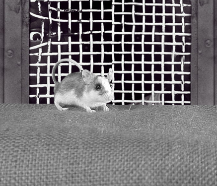 Photoshop Design by stylin for DesignCrowd (Community Contests) | Design #9133248