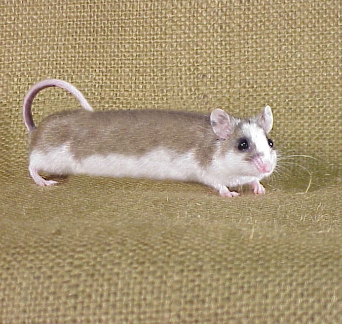 Photoshop Design by peetree for DesignCrowd (Community Contests) | Design #9133251