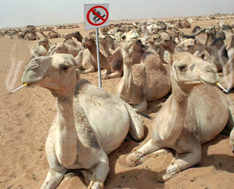 Photoshop Design by Captain__Dingus for DesignCrowd (Community Contests) | Design #9152003