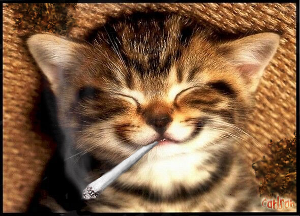 Diseño de Photoshop por Tralaz para DesignCrowd (Community Contests) | Diseño #9152007