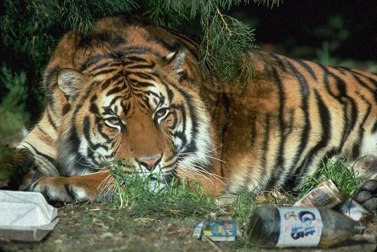 Photoshop Design by satyricon for DesignCrowd (Community Contests) | Design #9152048