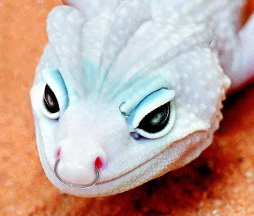 Design Photoshop par Dveil pour DesignCrowd (Community Contests) | Design #9152064