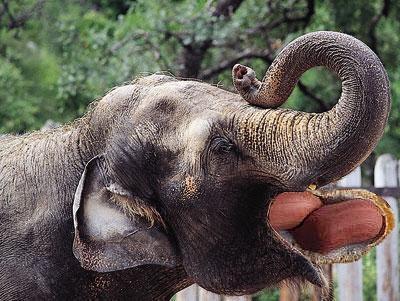 Design Photoshop par Roberto pour DesignCrowd (Community Contests) | Design #9132407