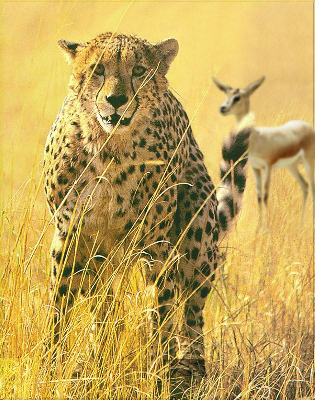 Photoshop-Design von Ranger_Rick für DesignCrowd (Community Contests) | Design #9150181