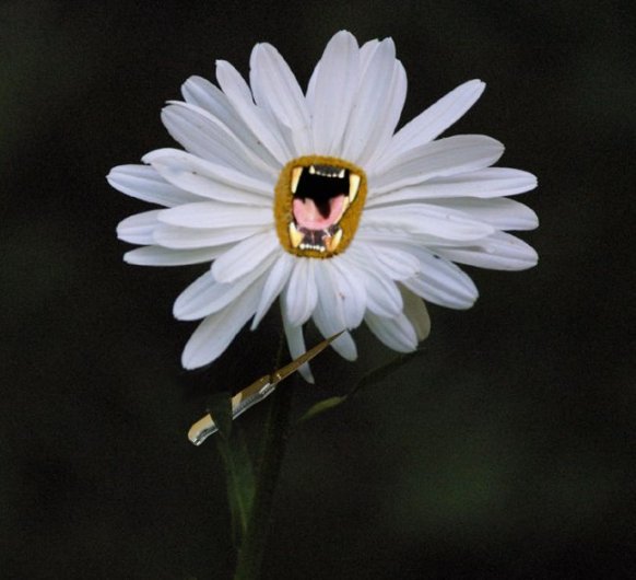 Design Photoshop par SiIkenFairy pour DesignCrowd (Community Contests) | Design #9150195