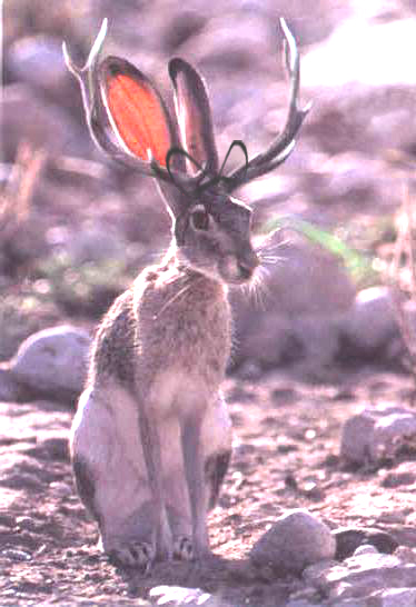 Photoshop Design by Kulstad for DesignCrowd (Community Contests) | Design #9142715