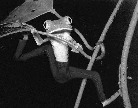 Photoshop-Design von quack_head für DesignCrowd (Community Contests) | Design #9154706