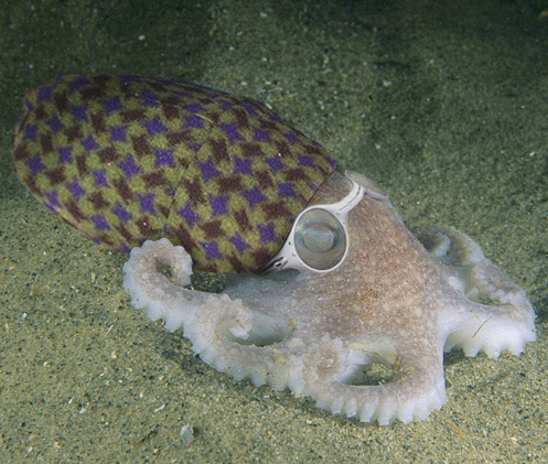 Photoshop-Design von stylin für DesignCrowd (Community Contests) | Design #9154742