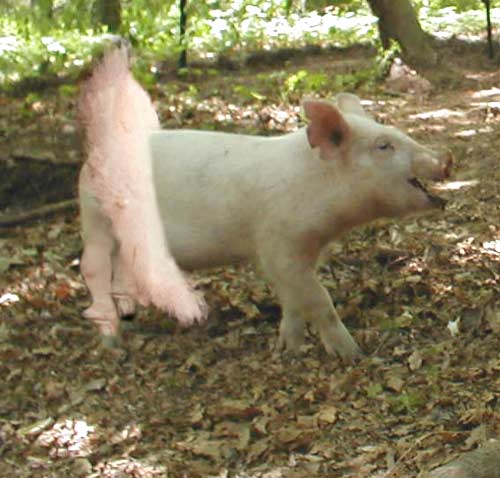 Photoshop Design by gunmetal for DesignCrowd (Community Contests) | Design #9154796